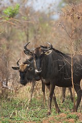 Image showing Blue wildebeest