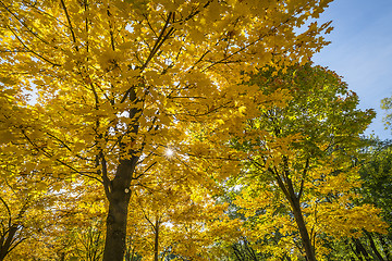 Image showing Colored trees in Dresden Germany