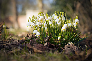 Image showing Snowdrops in spring