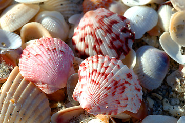 Image showing colorful seashells