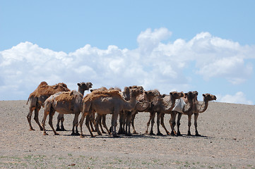 Image showing herd of camels