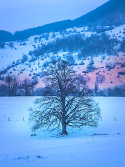 Image showing Winter landscape with tree and sunbeam