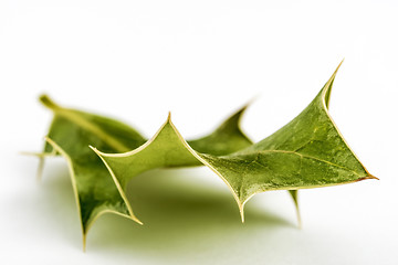 Image showing Leaf on white background