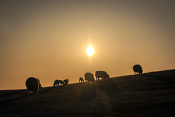 Image showing Flock of sheep at sunset