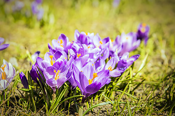 Image showing Crocus flowers