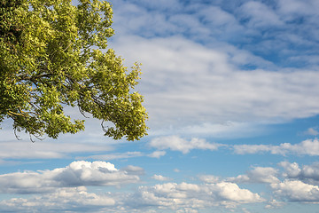 Image showing Tree with clouds