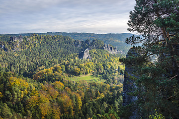 Image showing Forest in Saxon Switzerland
