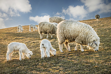 Image showing Flock of sheep and lambs