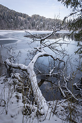 Image showing Lake in winter