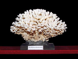 Image showing beautiful coral displayed on dark background