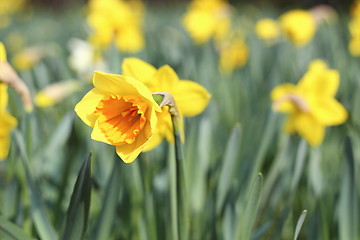 Image showing beautiful yellow narcissus