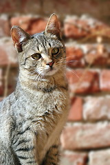 Image showing cat over wall background