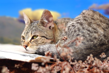 Image showing cat relaxing