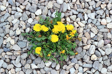 Image showing dandelion growing from gravel