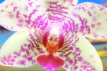 Image showing detail of striped orchid