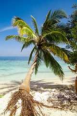 Image showing Exotic palm trees on white sand beach. Luxury resort.