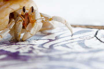 Image showing Small Hermit Crab of Cinnamon Island, Maldives