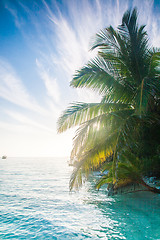 Image showing View of nice tropical  beach  with some palms