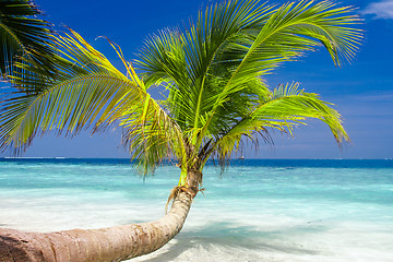 Image showing Exotic palm trees on white sand beach. Luxury resort.