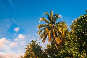 Image showing Exotic palm trees on white sand beach. Luxury resort.