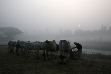 Image showing Misty morning in the Bengal countryside Kumrokhali