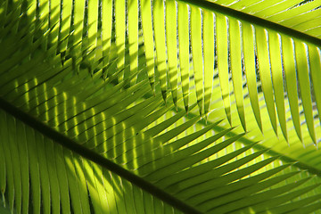 Image showing plam tree leaf texture 