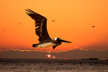 Image showing sunset over ocean closeup of pelican flying