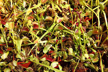 Image showing carnivorous plants background