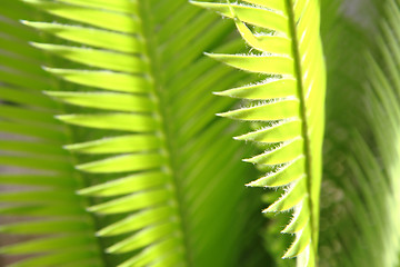 Image showing plam tree leaf texture 