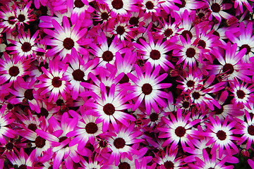 Image showing violet flowers 