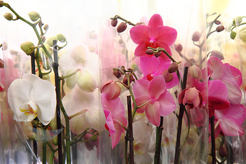 Image showing orchid flowers