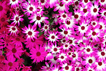 Image showing violet flowers 