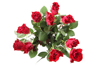 Image showing fresh red roses 