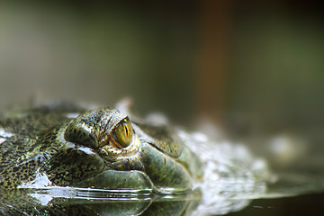 Image showing aligator eyes 