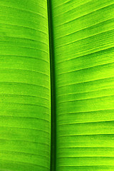 Image showing plam tree leaf texture 