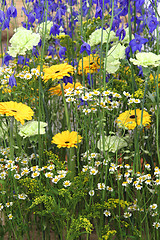 Image showing field of summer flowers