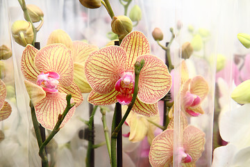 Image showing orchid flowers