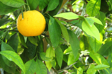 Image showing yelow lemon