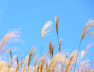 Image showing grass in autumn