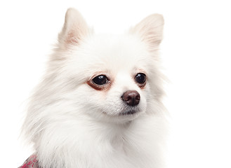 Image showing white pomeranian dog