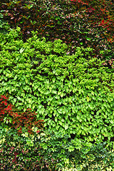Image showing Plant wall