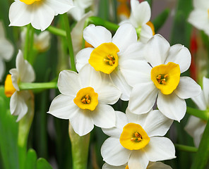 Image showing narcissus flower