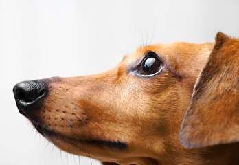 Image showing Dachshund Dog