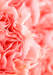 Image showing Pink carnation flower close up