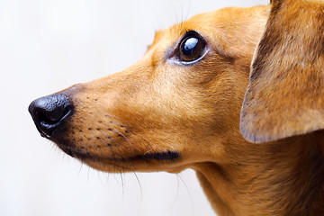 Image showing Dachshund dog