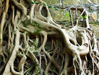 Image showing Root of tree covered old wall