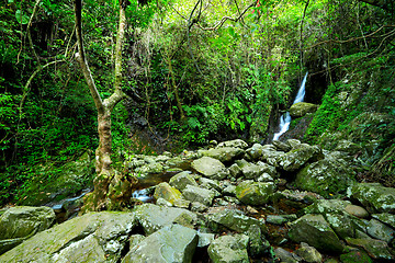 Image showing Forest with waterfall