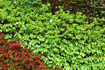 Image showing Plants wall 