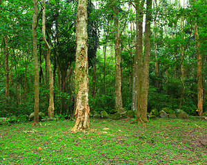 Image showing Green forest