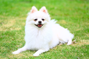 Image showing White Pomeranian dog